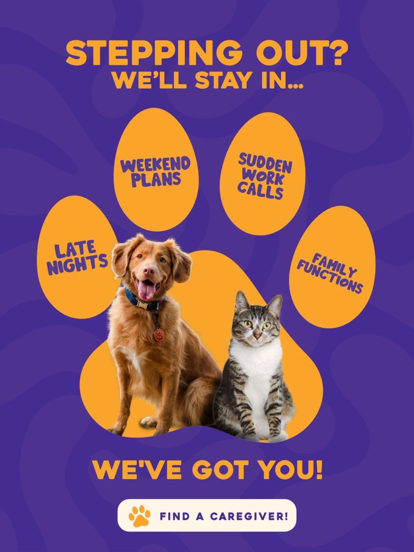 Happy pet at Zauffy host home